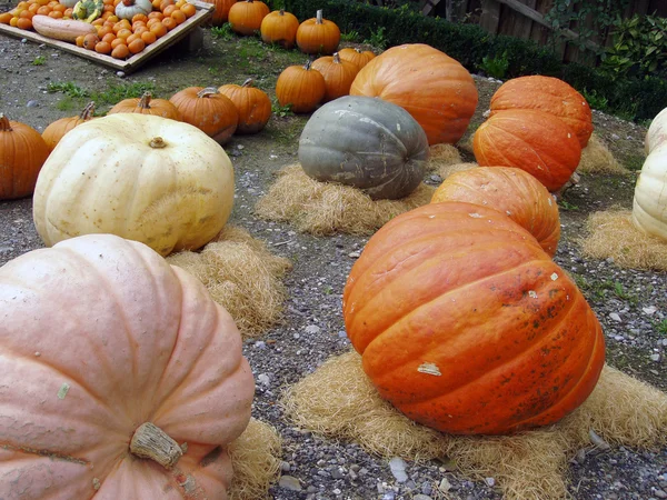 Giant pumpkins in autumn