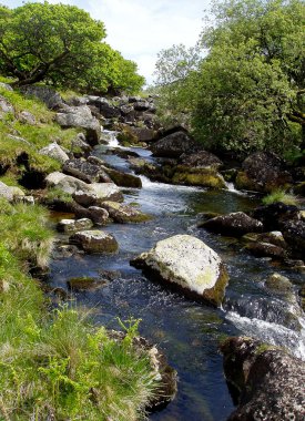 Güneşli bir gün orman dereye