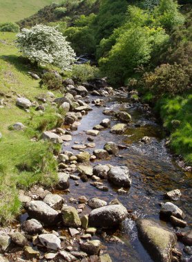 Orman akarsu kayalarda