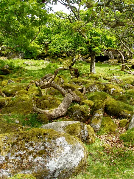 Floresta em England — Fotografia de Stock