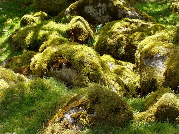 Pedras cobertas de musgo — Fotografia de Stock