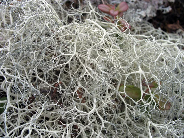 Lichen, musgo. Tundra. — Fotografia de Stock