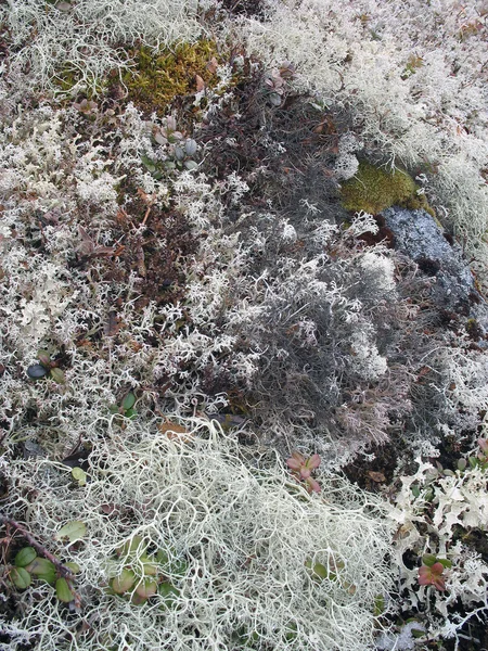 Lichen, musgo. Tundra. — Fotografia de Stock