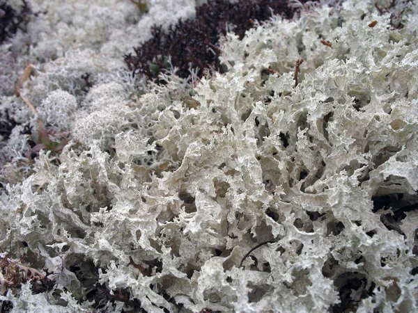 Lichen, musgo. Tundra. — Fotografia de Stock