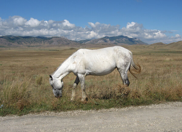Старая белая лошадь
