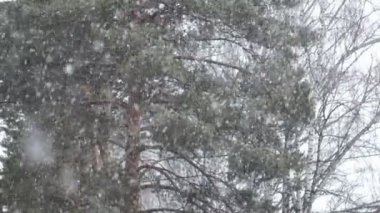 Şiddetli kar yağışı görünümünü yavaş düşmek herdem yeşil orman