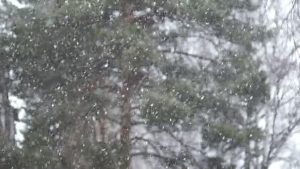 Vue au ralenti de fortes chutes de neige dans une forêt sempervirente 