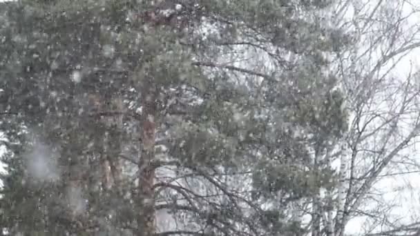 Vue au ralenti de fortes chutes de neige dans une forêt sempervirente 