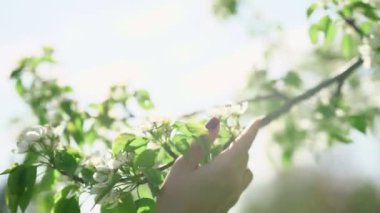 Çiçek açan ağaçlar kadında.