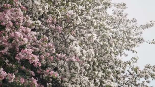 Blomstrende eplehage om våren. Ukraina, Europa. Skjønnhetsverden. – stockvideo