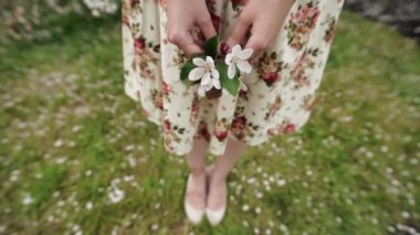 Ağır çekim. Kadının ellerini beyaz elma yaprakları ile güzel closeup.