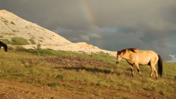 Trekpaarden grazen in het vervagende licht. — Stockvideo