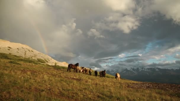 Trekpaarden grazen in het vervagende licht. — Stockvideo