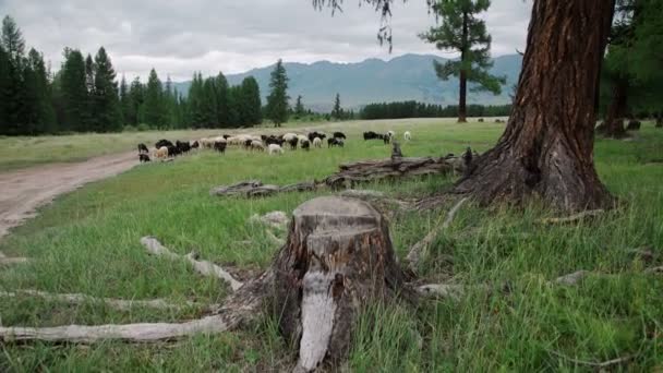 Moutons sous l'arbre en automne paysage dans les Carpates roumaines — Video
