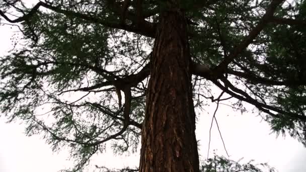 Bella ragazza bionda a braccia aperte e foglie cadenti nel parco autunnale . — Video Stock