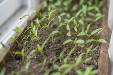 Yeni domates sürgünler
