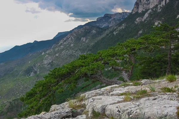 Tree on the rock cliff — Stock Photo, Image