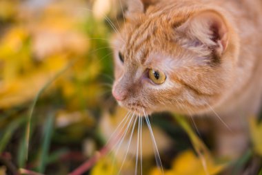 çim zencefil kedi