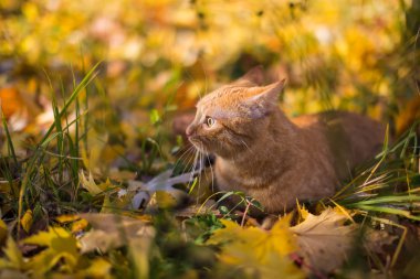 çim zencefil kedi