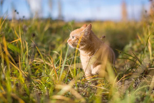 Ginger cat in the grass — Stock Photo, Image