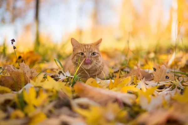 Gato de gengibre na grama — Fotografia de Stock