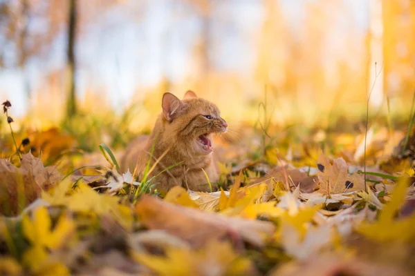Alanında zencefil kedi — Stok fotoğraf
