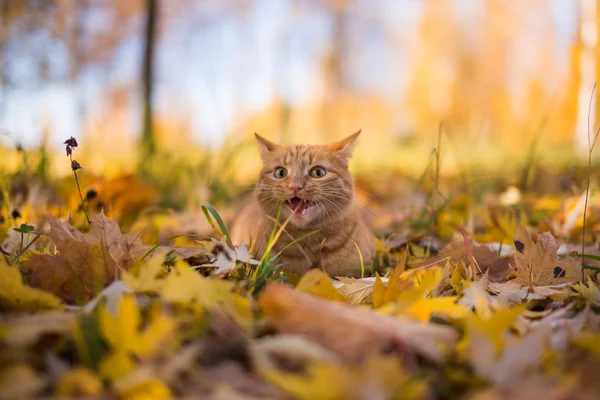 çim zencefil kedi