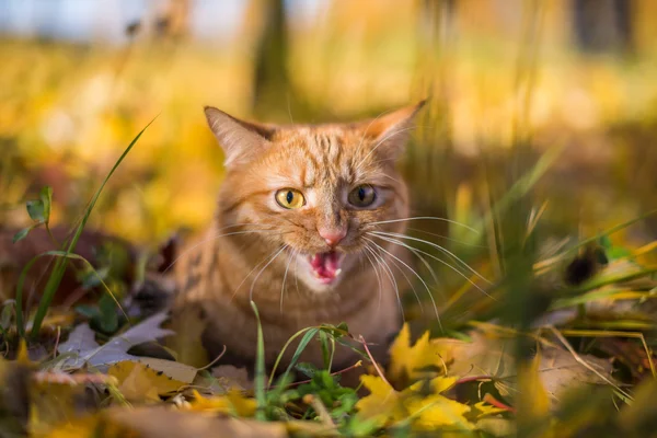 Gember kat in het gras — Stockfoto