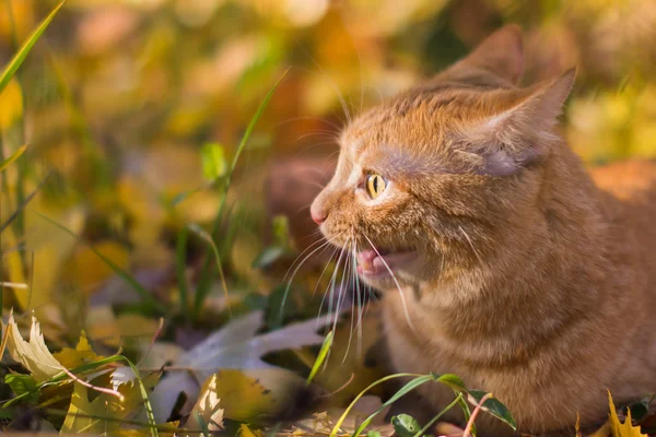 잔디에 진저 고양이 — 스톡 사진