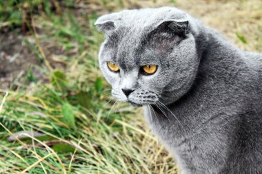 Çim bir arka plan üzerinde ciddi gri İngiliz kedi