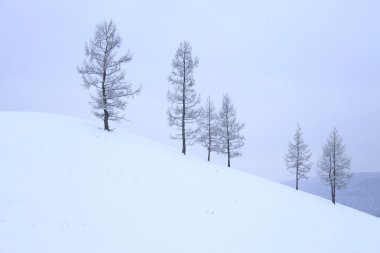 ağaçlar Hill, kış
