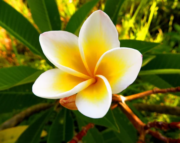 Красивый цветок Plumeria, frangipani — стоковое фото