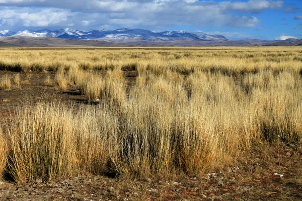 Алтайський степ в Кошовий-Agach — стокове фото