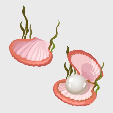 Pembe kabuk inci ve yosun, görüntü izole