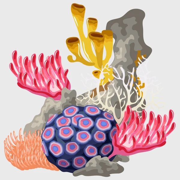 Element des Riffs mit verschiedenen Korallen — Stockvektor