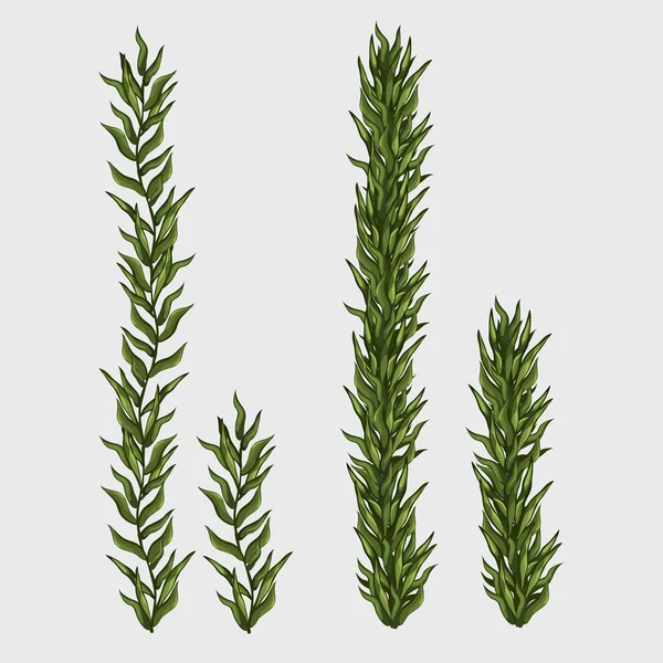 Två tång, klassiska undervattens gräs — Stock vektor