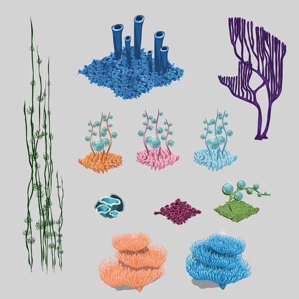 Elementy rafy, algi, korale i morze kwiatów — Wektor stockowy