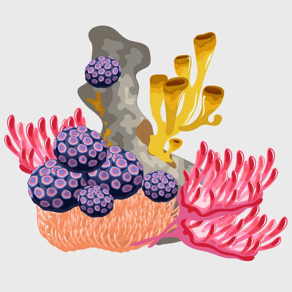 Coral submarino y otros microorganismos — Vector de stock