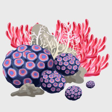 Sünger ve tüp mercan, resif unsurları