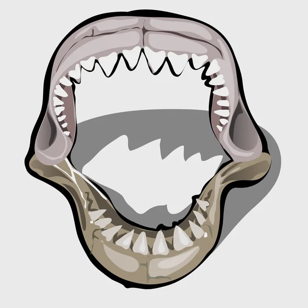 Mandíbula de um tubarão com a boca aberta — Vetor de Stock