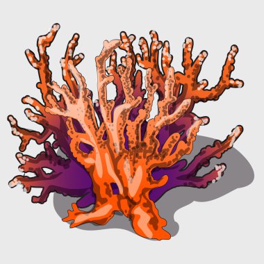 Egzotik bitkiler, kurutulmuş mercan kuru dalları