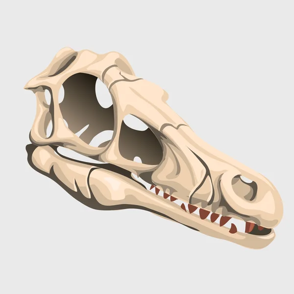 Cráneo de un animal desconocido, fósil antiguo — Vector de stock