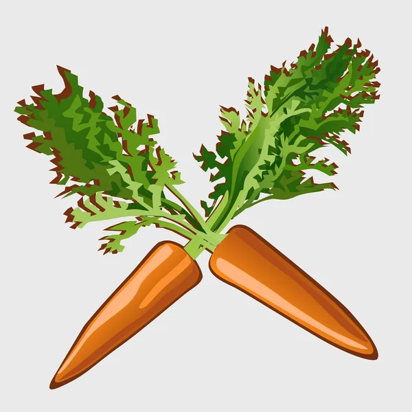 Duas cenouras com folhas, vetor objeto isolado — Vetor de Stock