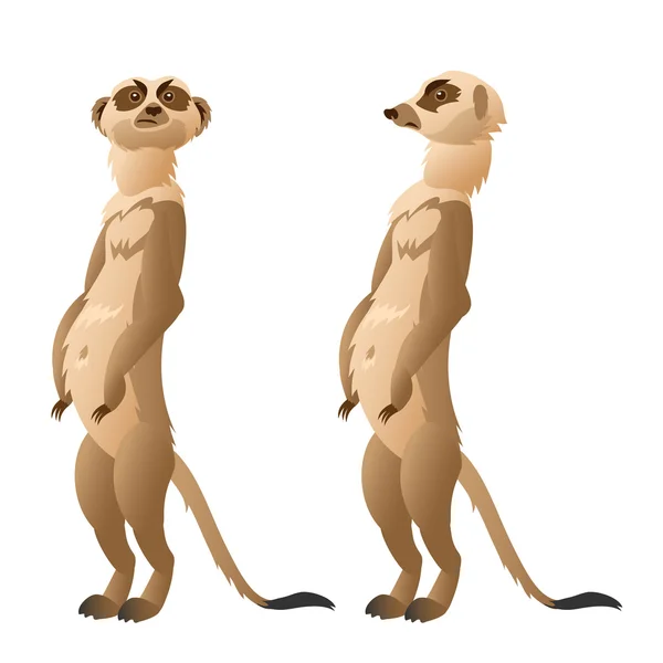 Dois engraçado meerkat closeup em um fundo branco —  Vetores de Stock