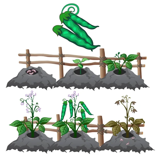 豌豆、 农业、 矢量增长阶段 — 图库矢量图片