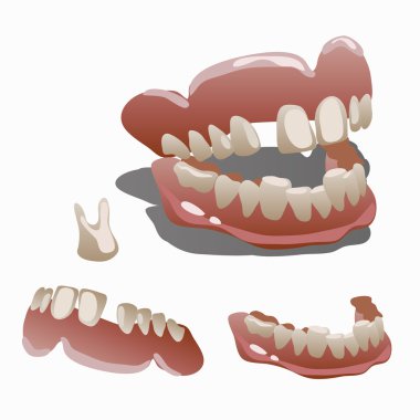 İnsan çene ve diş molar portre