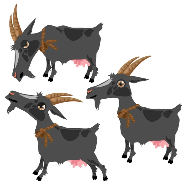 Серая пятнистая коза в трех позах, векторное животное — стоковый вектор