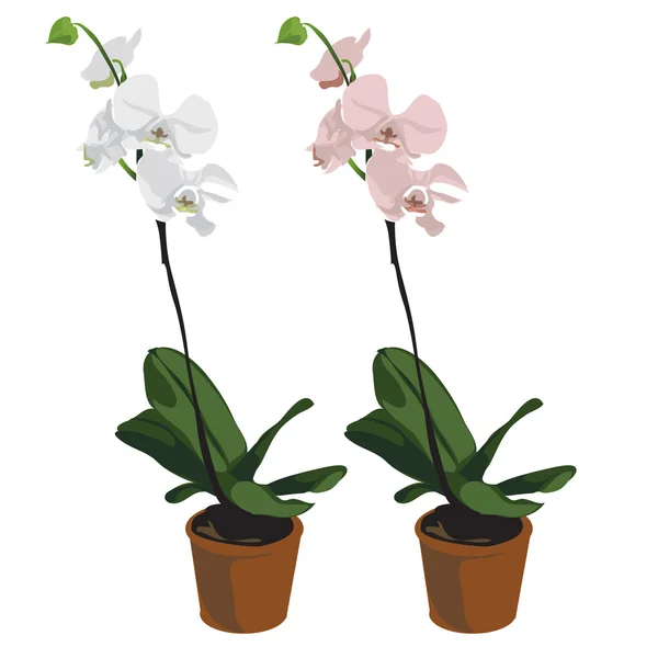 Duas orquídeas em vasos, flores vetoriais isoladas —  Vetores de Stock