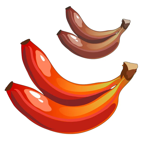 Deliciosas bananas maduras de colores mixtos, marrón y rojo — Vector de stock