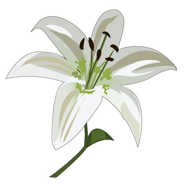Flower white lily stalk and stamens — Stock Vector